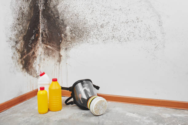 Best Commercial Mold Remediation in North Hudson, WI