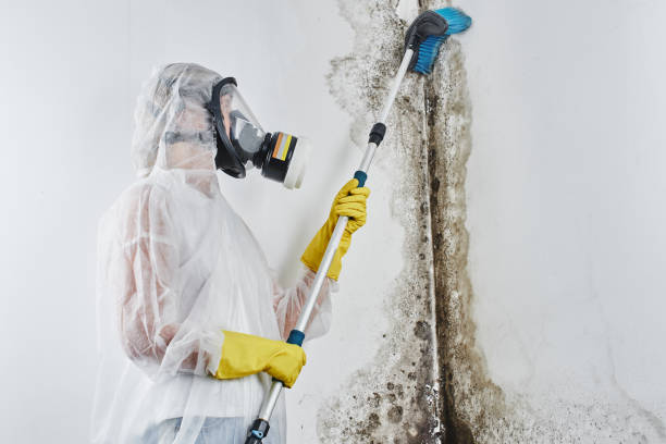Best DIY Mold Remediation Support Services in North Hudson, WI
