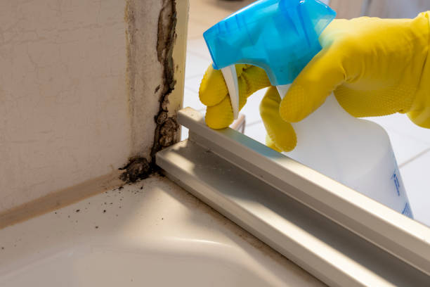 Best Black Mold Remediation in North Hudson, WI