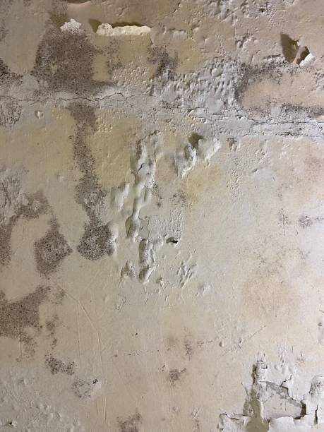 Best Localized Mold Remediation (e.g., coastal areas, humid climates) in North Hudson, WI