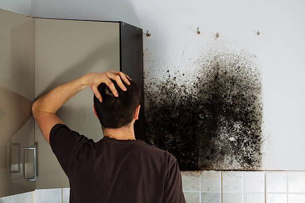 Best DIY Mold Remediation Support Services in North Hudson, WI