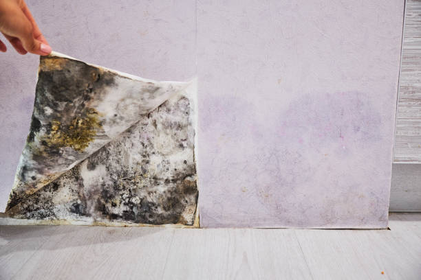 Best Industrial Mold Remediation in North Hudson, WI
